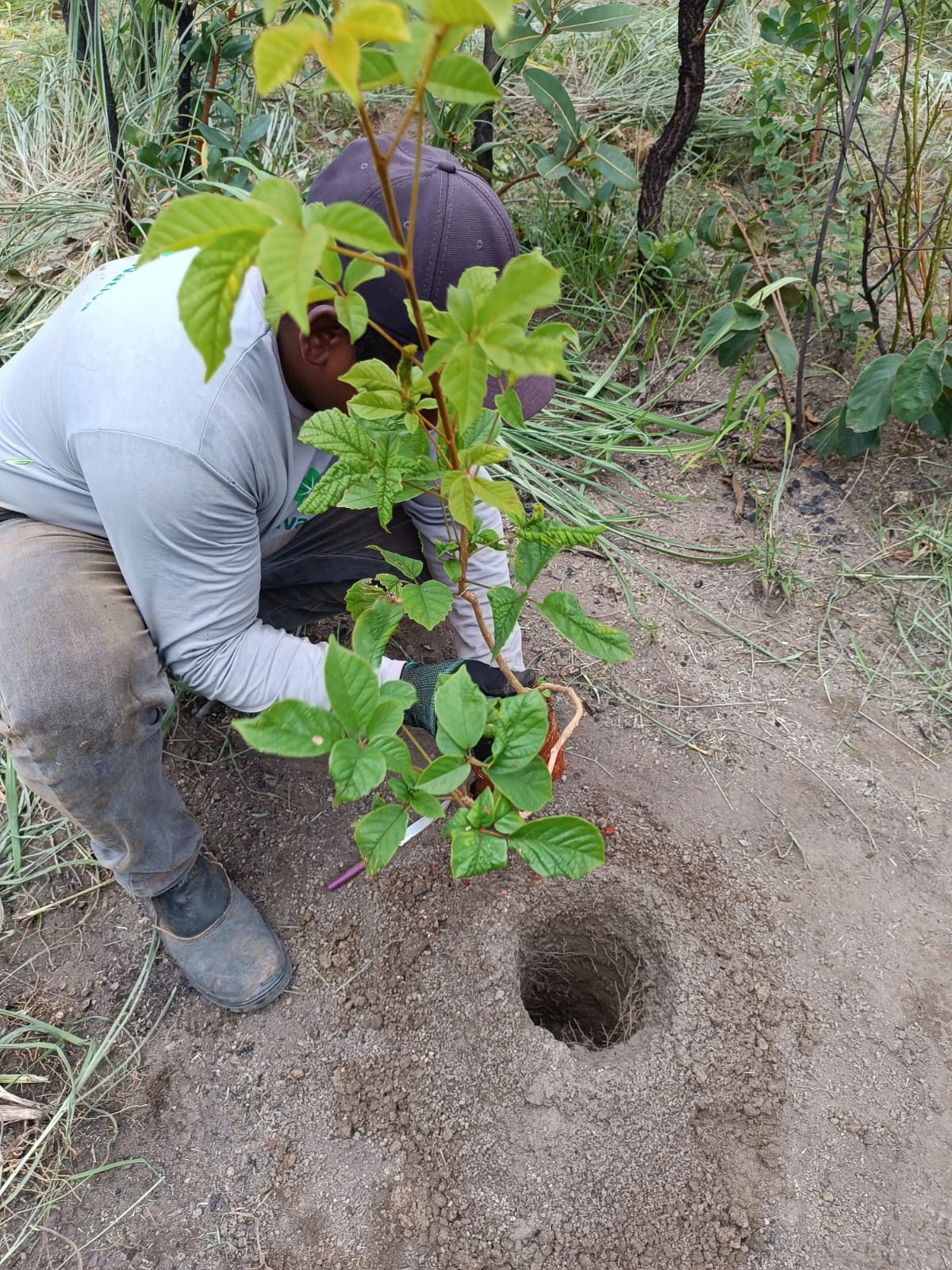 Mudas Nativas Cerrado PRAD